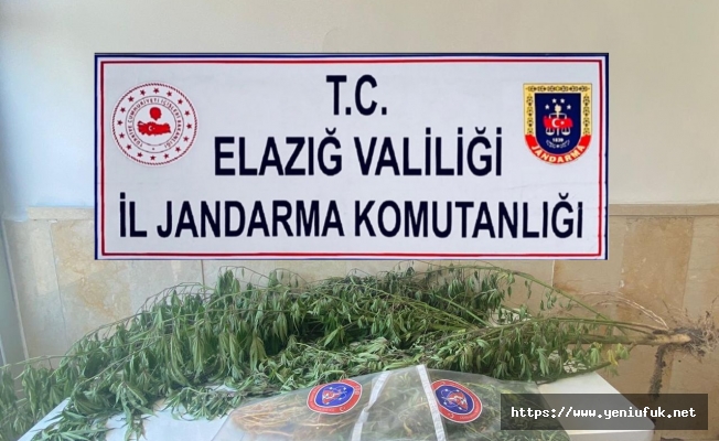 VARİL İÇERİSİNE ZULALANMIŞ 36 KÖK KENEVİR ELE GEÇİRİLDİ